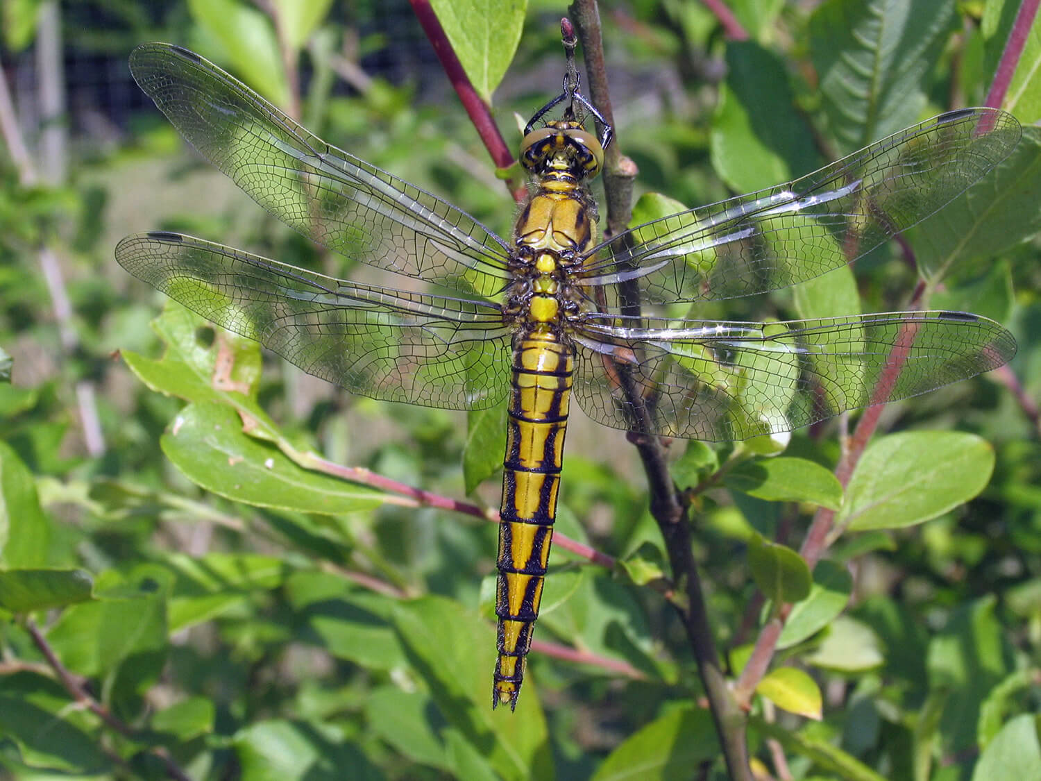 Female Black-tailed Skimmer by David Kitching